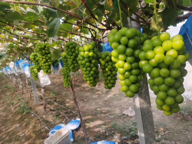 阳光玫瑰葡萄
