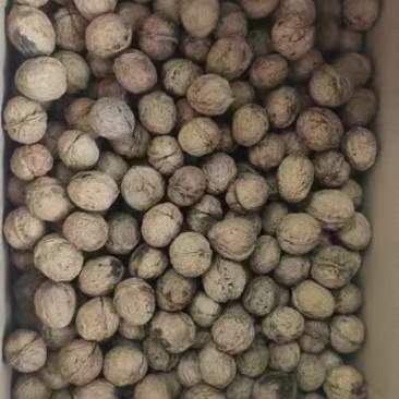 103薄壳核桃