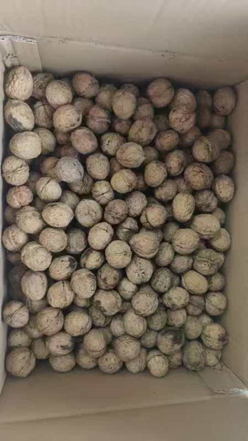 103薄壳核桃