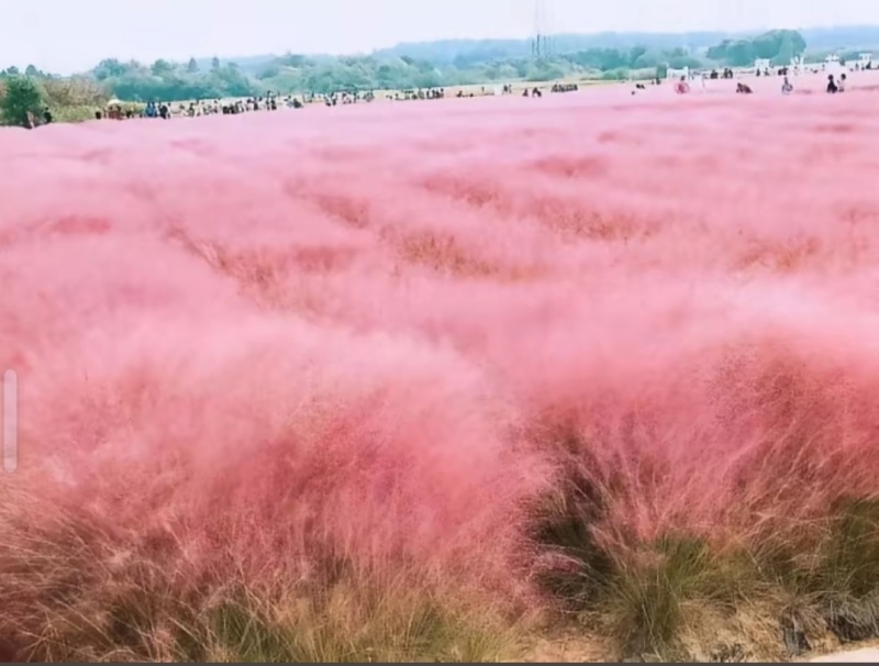 粉黛乱子草