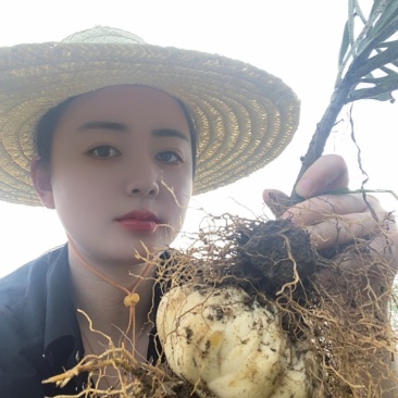 龙牙百合？龙牙百合种球