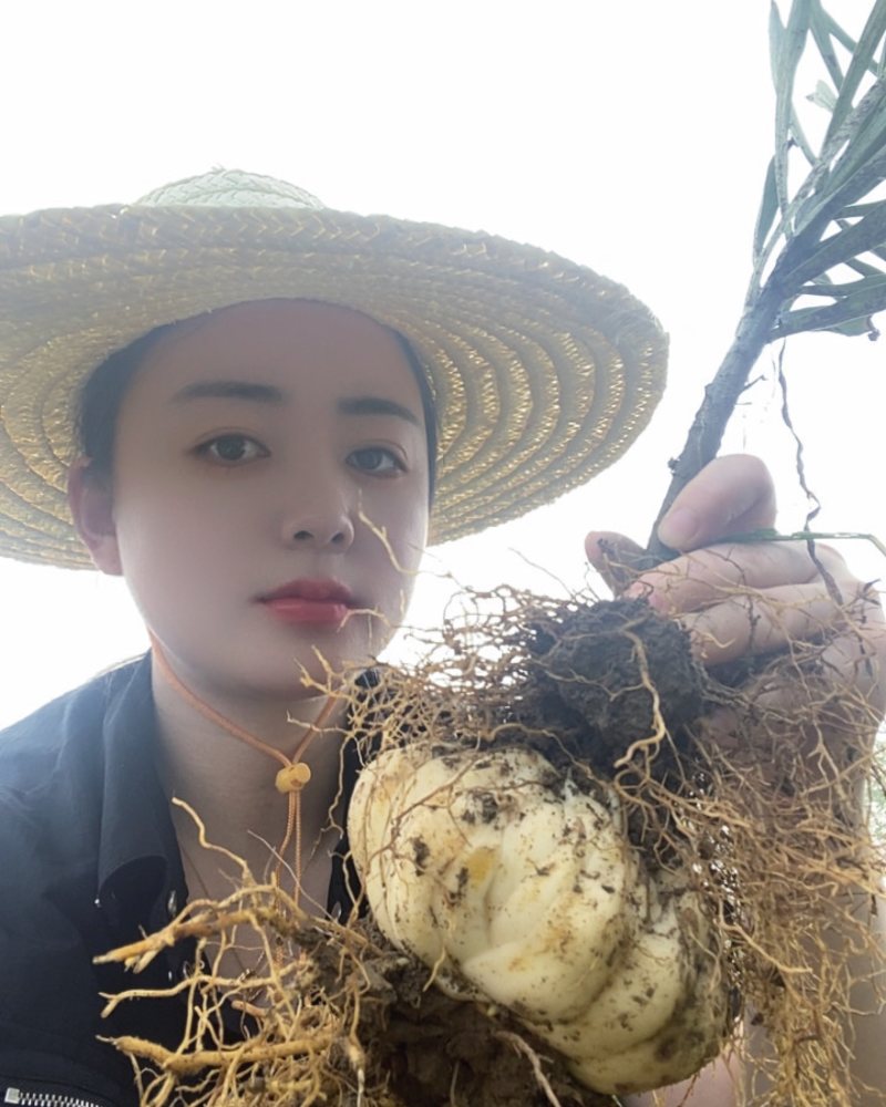 龙牙百合？龙牙百合种球