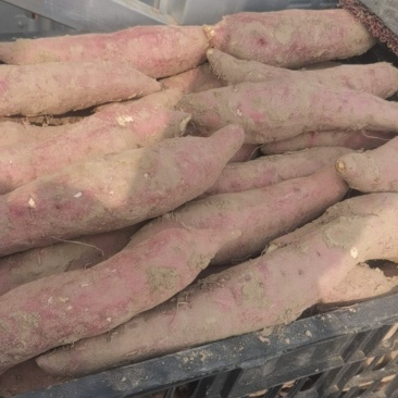 商薯19红薯