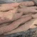 商薯19红薯
