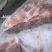 厂家肉鸡肝