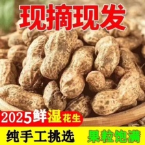 湖北鲜花生小白沙罗汉果机选加人工精选果