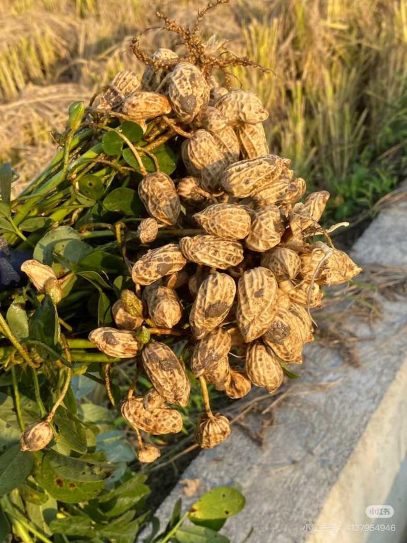 湖北鲜花生小白沙罗汉果机选加人工精选果