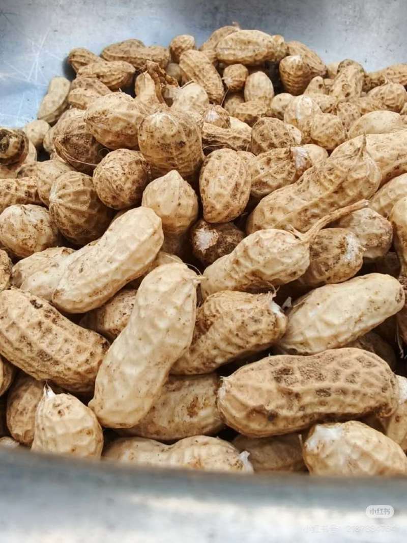 湖北鲜花生小白沙罗汉果机选加人工精选果