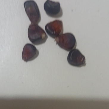 黑糯玉米粒干活