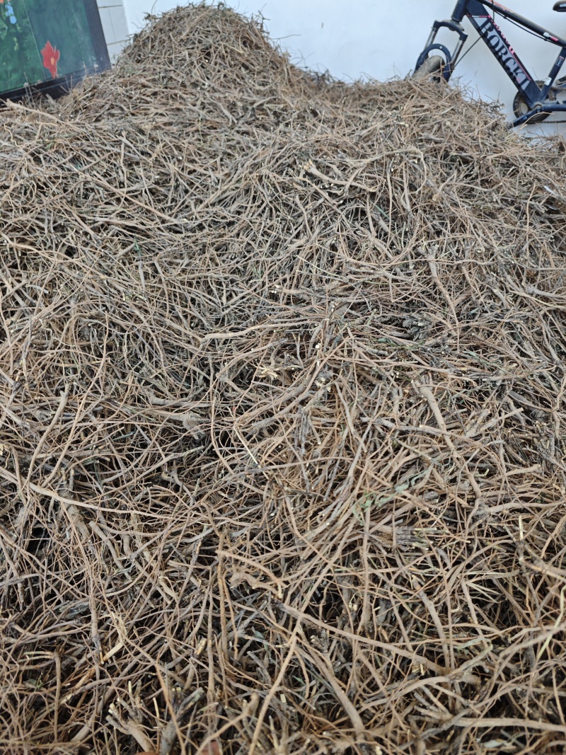 正宗柴胡产地直发欢迎电话咨询