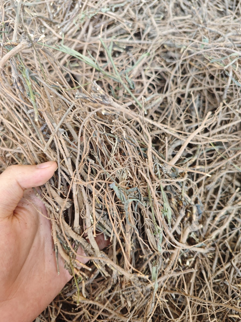 正宗柴胡产地直发欢迎电话咨询