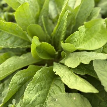 食叶草
