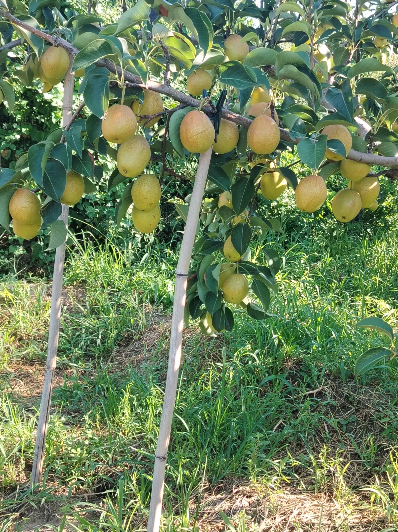红香酥