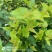新鲜桑芽菜