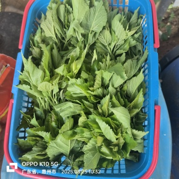新鲜桑芽菜