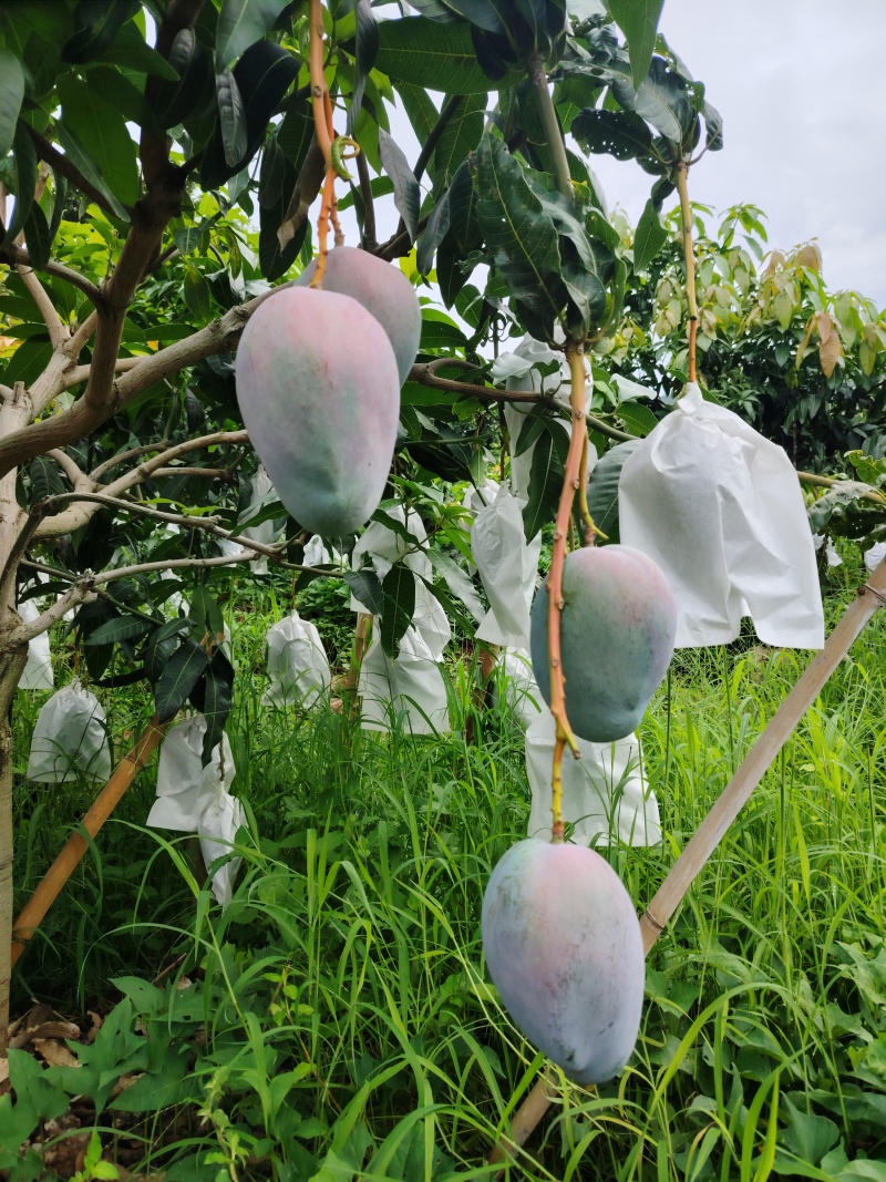 凯特芒果