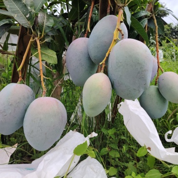凯特芒果