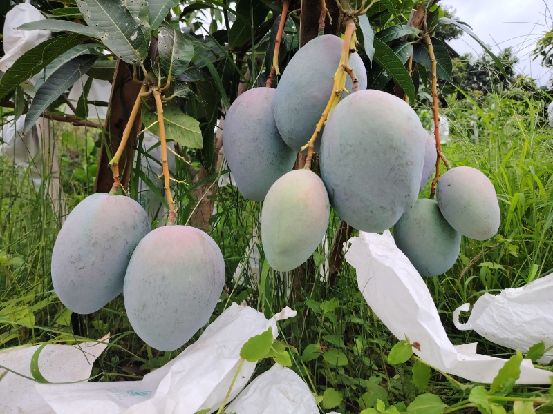 凯特芒果