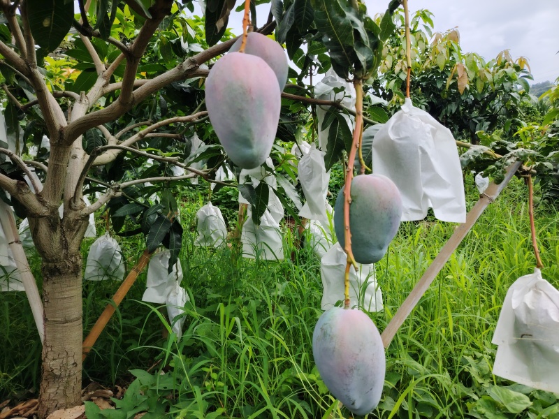 凯特芒果