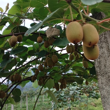 黄心猕猴桃🥝