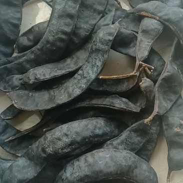 野生皂角