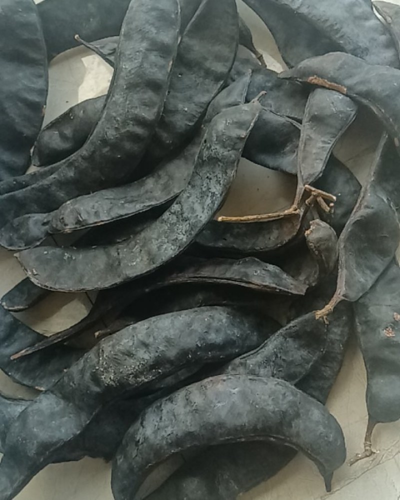 野生皂角