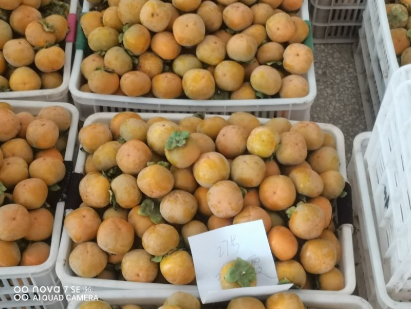 七月黄柿子，可加工成脆柿，大量供应
