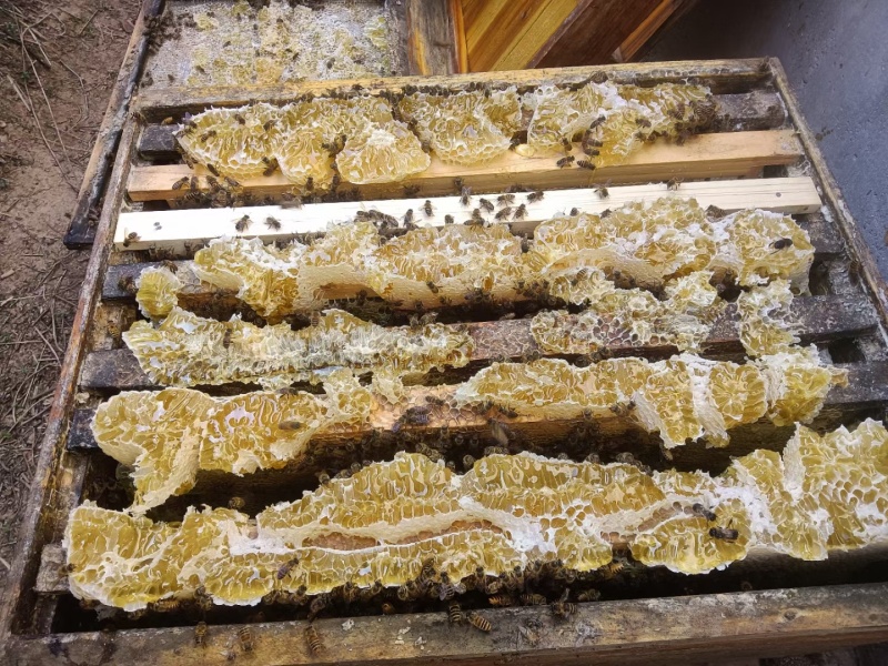 土蜂蜜