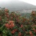 花椒