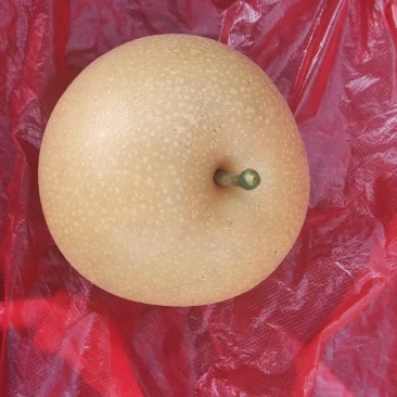 秋月梨