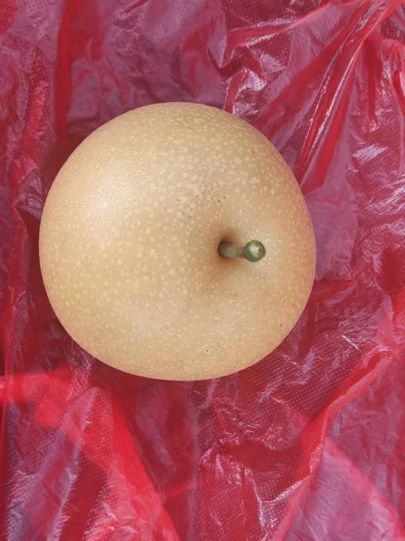 秋月梨