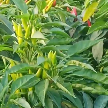 鲜朝天椒