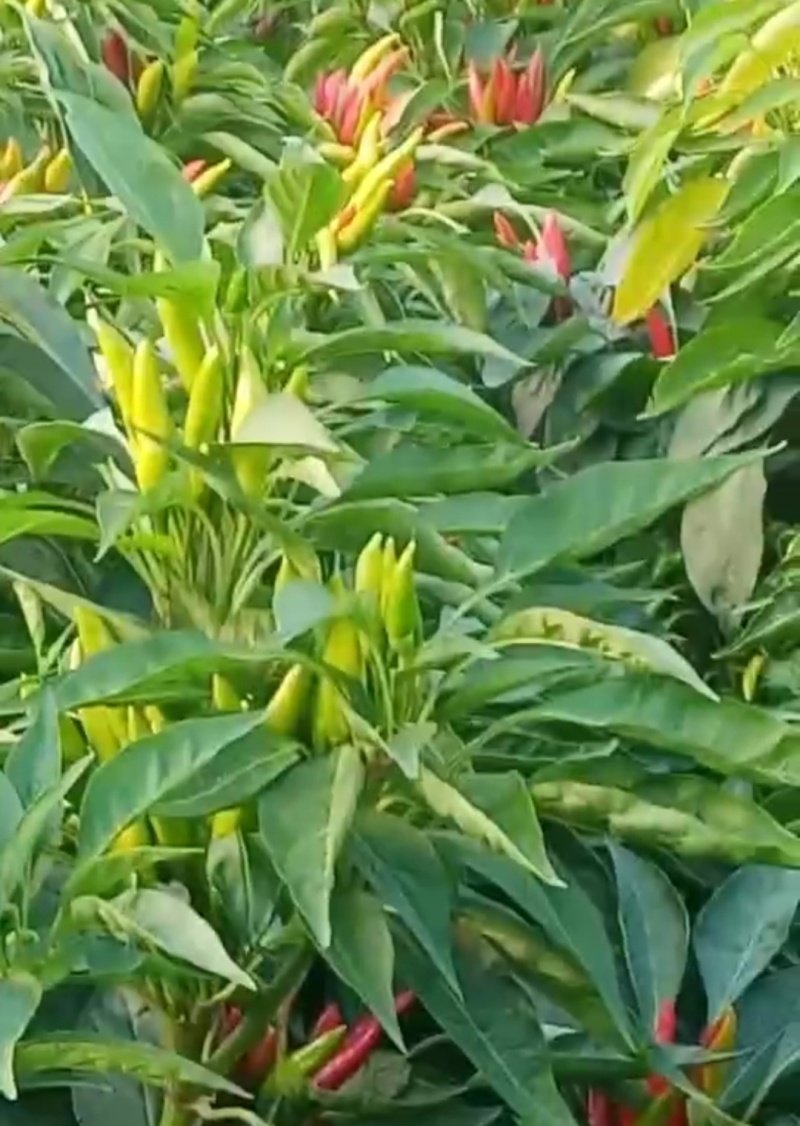 鲜朝天椒