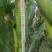 东北自产甜糯玉米15000穗
