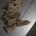 纯野生干天麻
