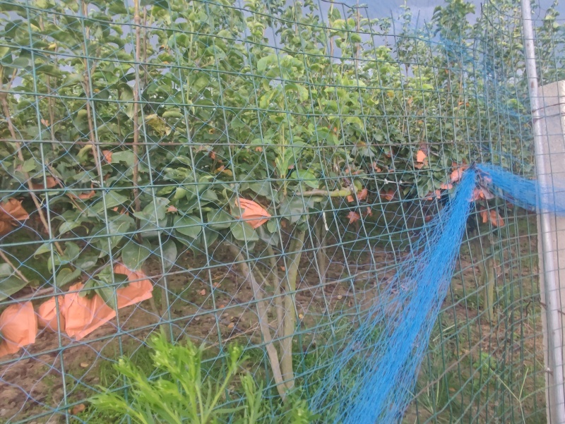 秋月梨一手货源果大味甜量大价优