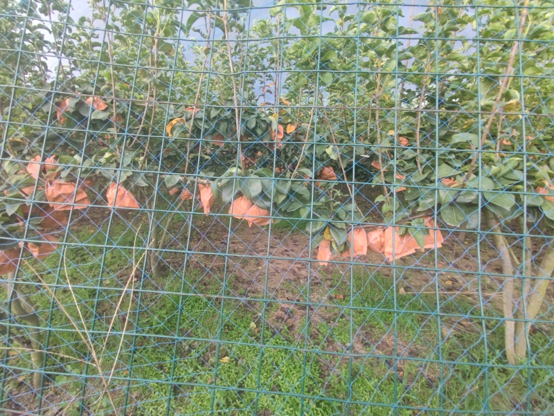 秋月梨一手货源果大味甜量大价优
