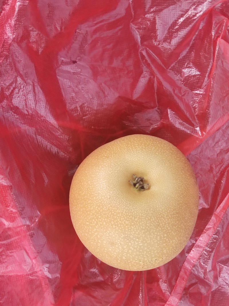 秋月梨一手货源果大味甜量大价优