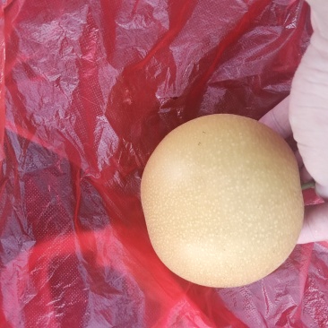 秋月梨一手货源果大味甜量大价优