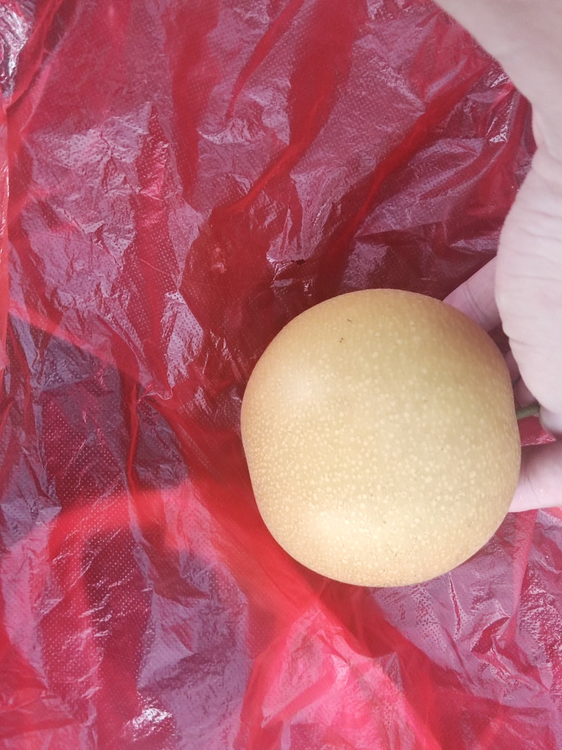 秋月梨一手货源果大味甜量大价优