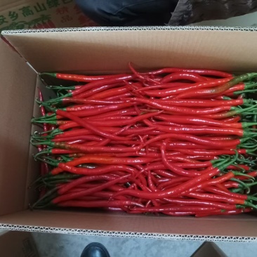 二荆条红椒
