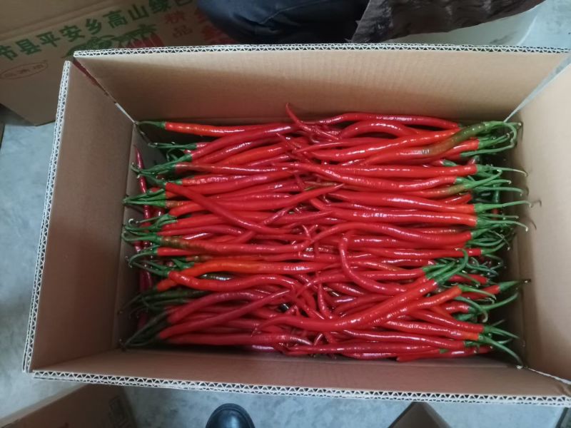 二荆条红椒