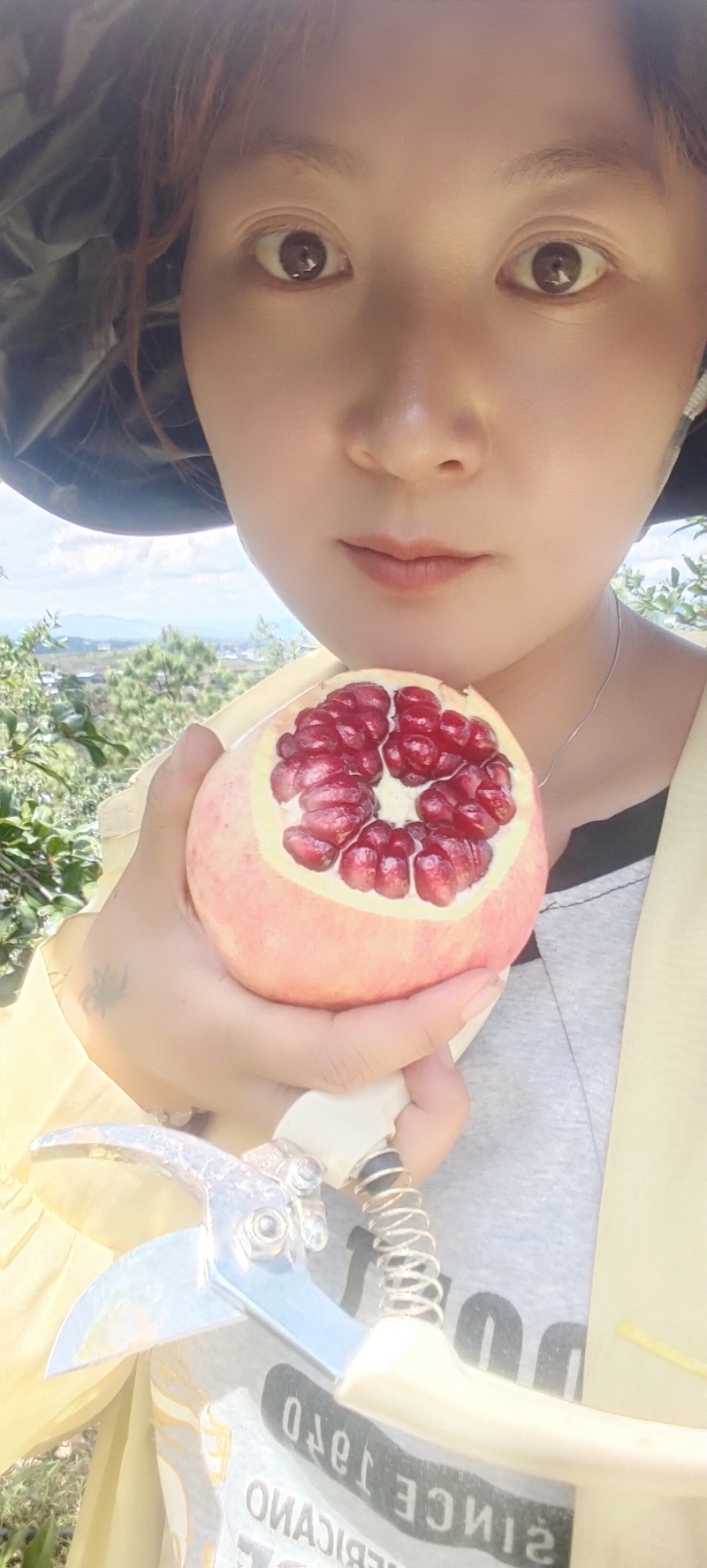 会理突尼斯软籽石榴二级果