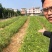 韭菜苔苗台湾品种