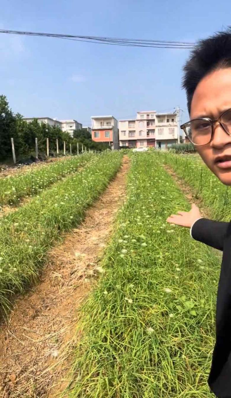 韭菜苔苗台湾品种