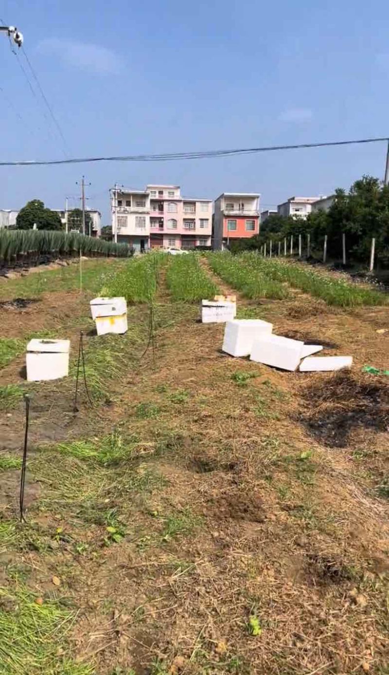 韭菜苔苗台湾品种