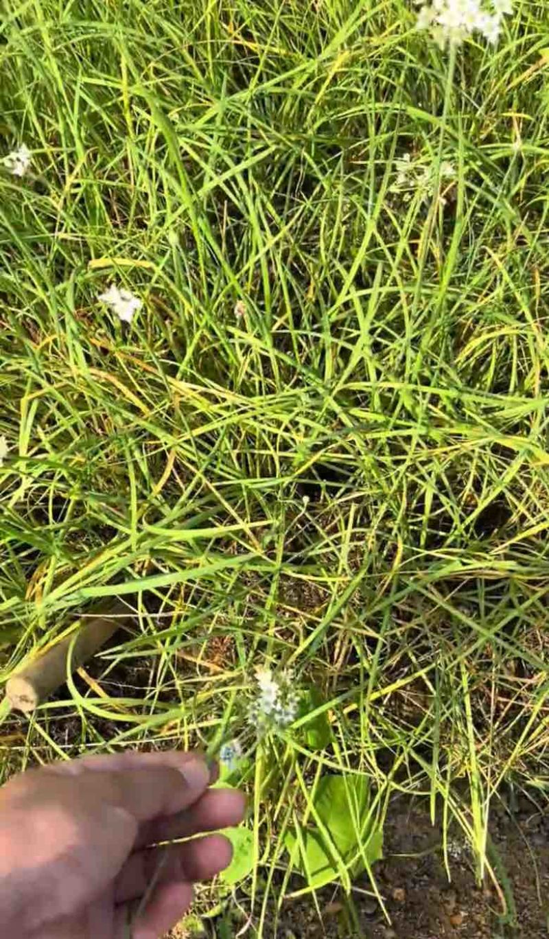 韭菜苔苗台湾品种