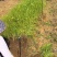 韭菜苔苗台湾品种
