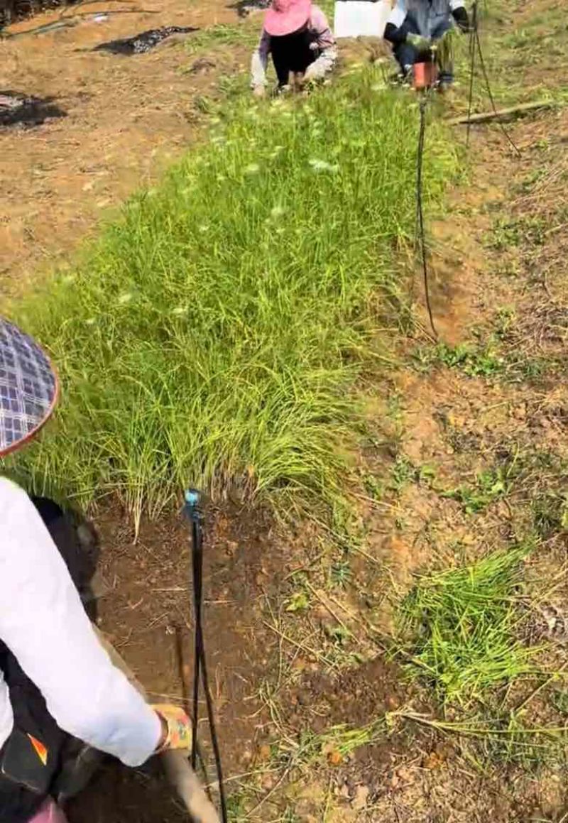 韭菜苔苗台湾品种