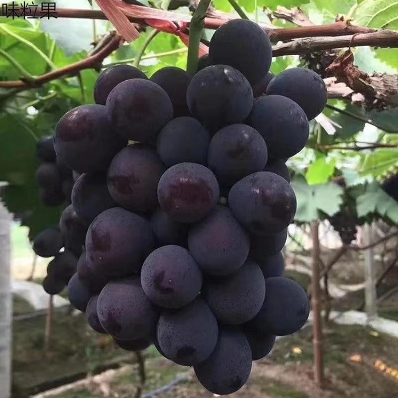 辽峰葡萄